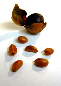 Diospyros whyteana - fruit and seeds 3 photo