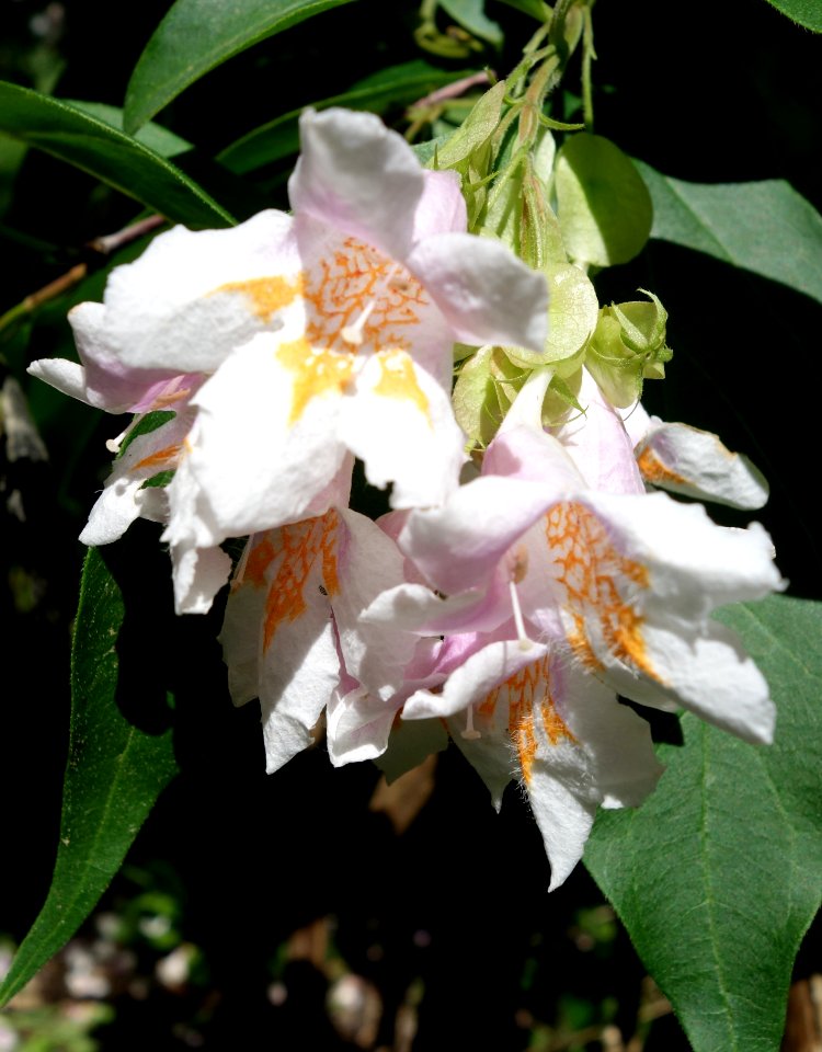 Dipelta floribunda - Arnold Arboretum - DSC06809