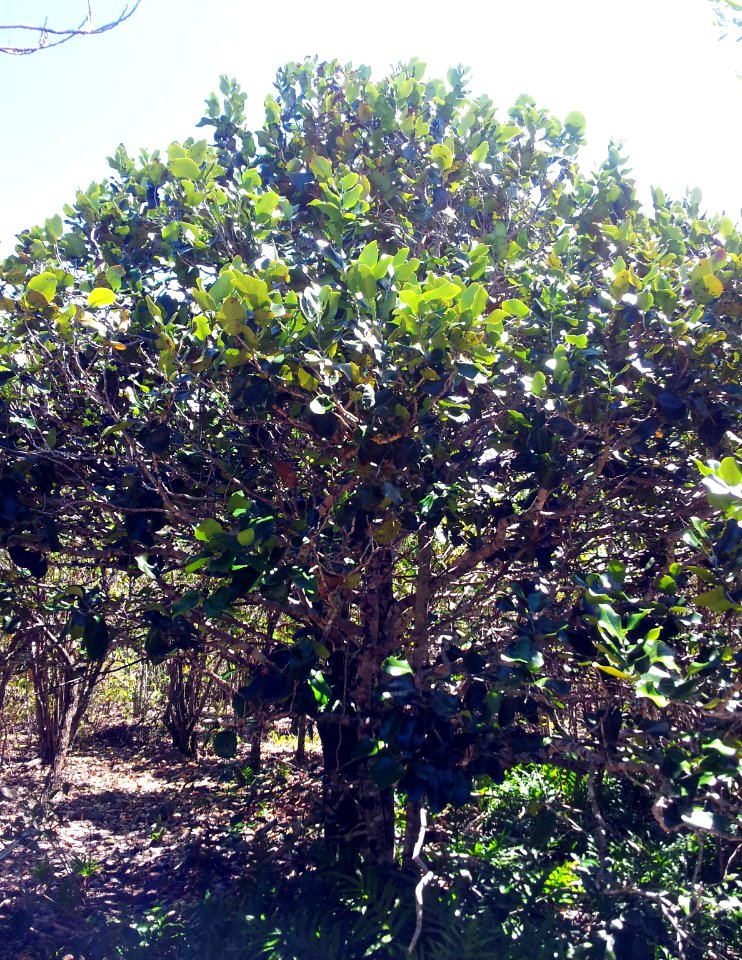 Diospyros egrettarum - bois d ebene ile aux aigrettes - Mauritius 5