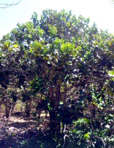 Diospyros egrettarum - bois d ebene ile aux aigrettes - Mauritius 5