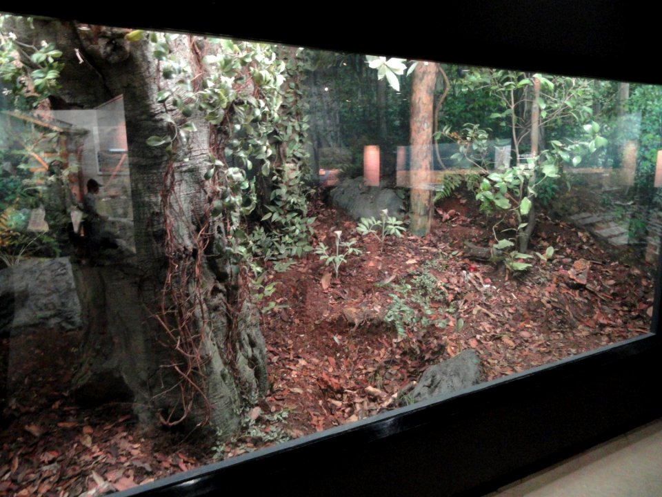 Diorama - Osaka Museum of Natural History - DSC07717