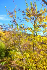 Diospyros lotus - Quarryhill Botanical Garden - DSC03644