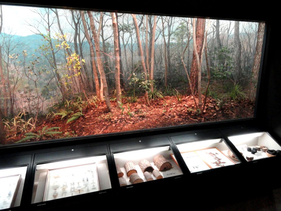 Diorama - Osaka Museum of Natural History - DSC07714