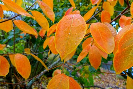 Diospyros virginiana × kaki 'Nikita's Gift' - Oregon Garden - Silverton, Oregon - DSC00168