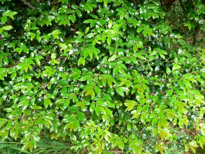 Diospyros whyteana - foliage 8