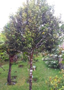 Diospyros tessellaria - juvenile bois d ebene noir - Monvert 3