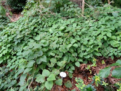 Dioscorea caucasica - Botanischer Garten, Frankfurt am Main - DSC02617