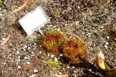 Dionaea muscipula - Orto botanico - Rome, Italy - DSC09968