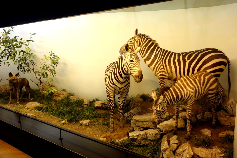 Diorama with zebras - Royal Museum for Central Africa - DSC06752