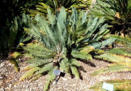 Dioon edule - Leaning Pine Arboretum - DSC05535