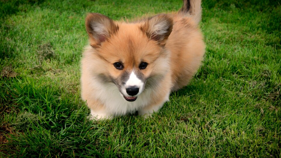 Pet puppy doggy