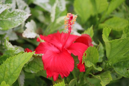 China rose hibiscus stamen photo