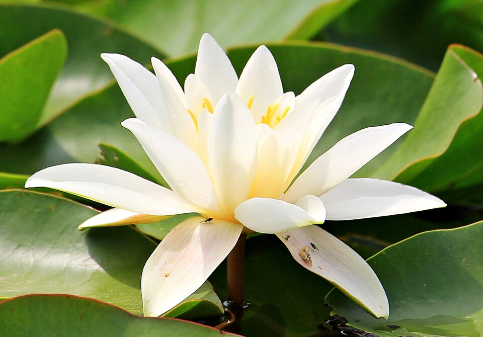 Blossom bloom pond