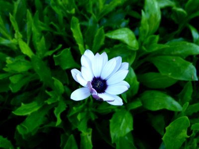 Dimorphotheca, Montjuic