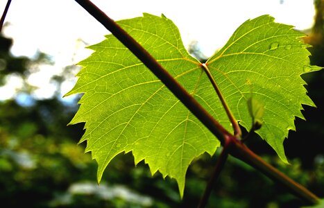 Nature wine partner leaf photo