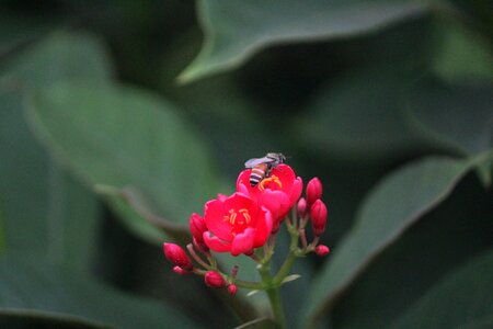 Red flower honey bee pollination