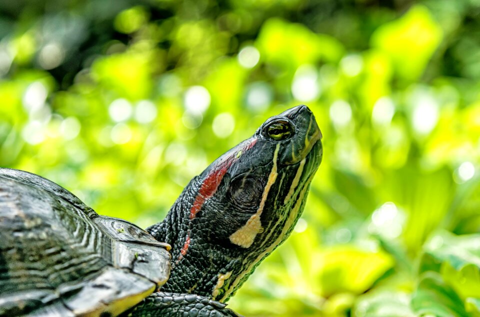 Panzer reptile nature