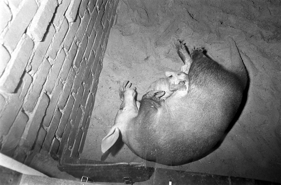 Dierentuinen, zoogdieren, Bestanddeelnr 921-6503