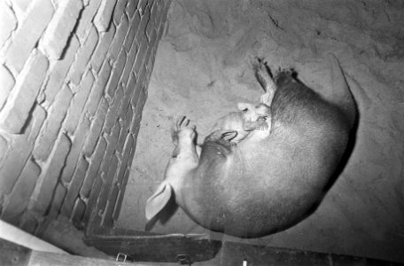 Dierentuinen, zoogdieren, Bestanddeelnr 921-6503