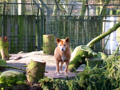 Dingo im Tierpark Neumünster (1)