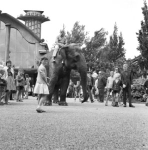 Diergaarde-nieuws Olifant wandelt door het park, Bestanddeelnr 912-8039