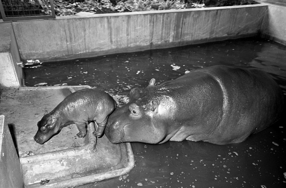 Dierentuinen, nijlpaarden, jonge dieren, dieren, Nijlpaard, Tanja, Bestanddeelnr 920-4295
