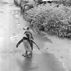 Dierentuinen, pinguïns, Bestanddeelnr 918-4533