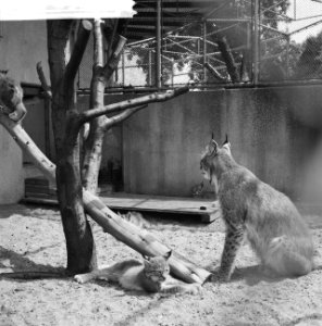 Diergaarde-nieuws. Jonge lynxen in de kooi, Bestanddeelnr 912-8035