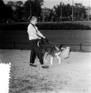 Dierendag Amsterdam verkiezing gezelligste hond, Bestanddeelnr 906-0113