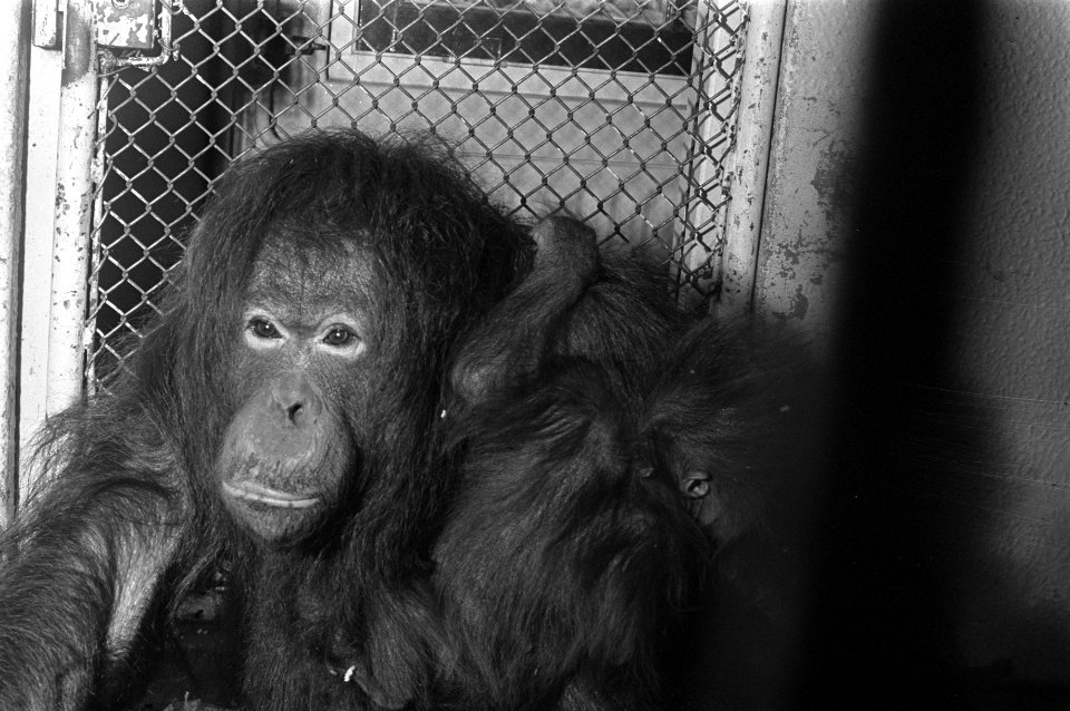 Dierentuinen, orang-oetans, jonge dieren, Bestanddeelnr 925-6053