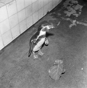 Dierentuinen, pinguïns, Bestanddeelnr 918-4531