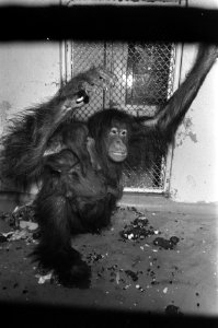 Dierentuinen, orang-oetans, jonge dieren, Bestanddeelnr 925-6054