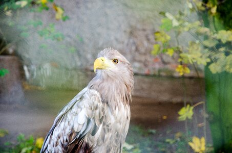 Animal eagle eag photo