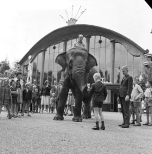 Diergaarde-nieuws. Jongen geeft olifant iets, Bestanddeelnr 912-8040