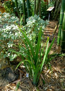 Dietes iridioides - Marie Selby Botanical Gardens - Sarasota, Florida - DSC01172