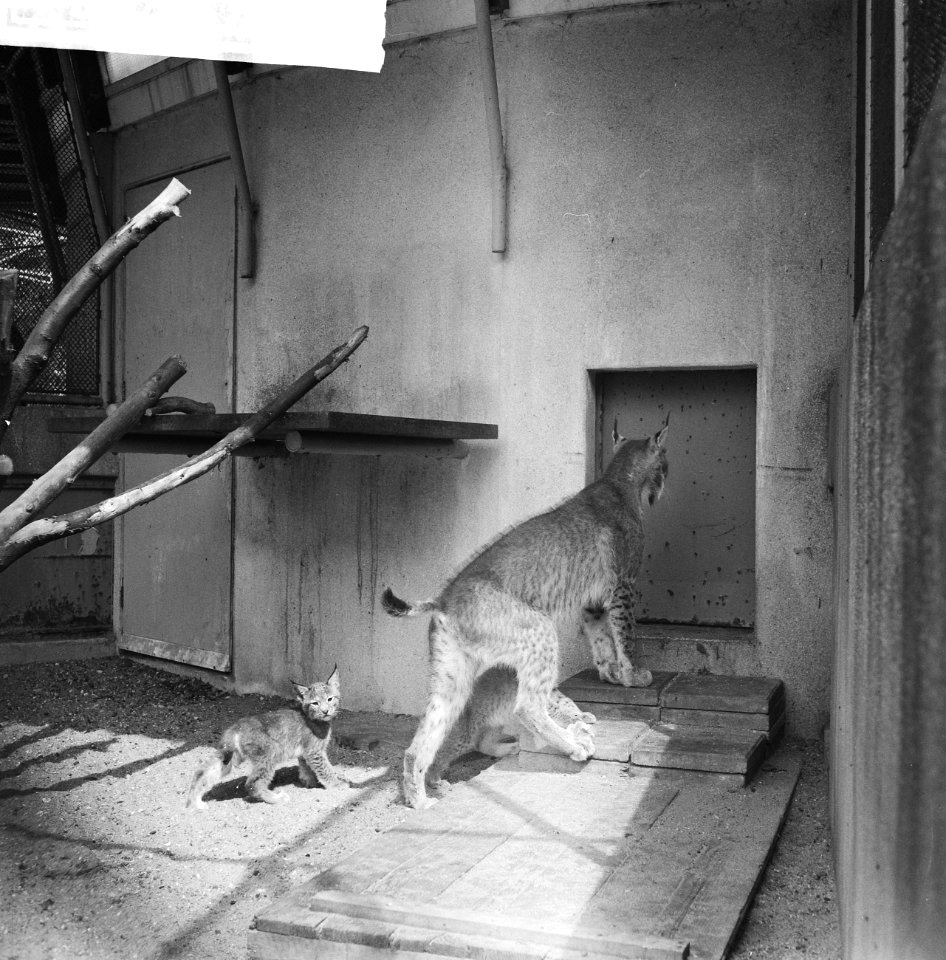 Diergaarde-nieuws. Jonge lynxen in de kooi, Bestanddeelnr 912-8036