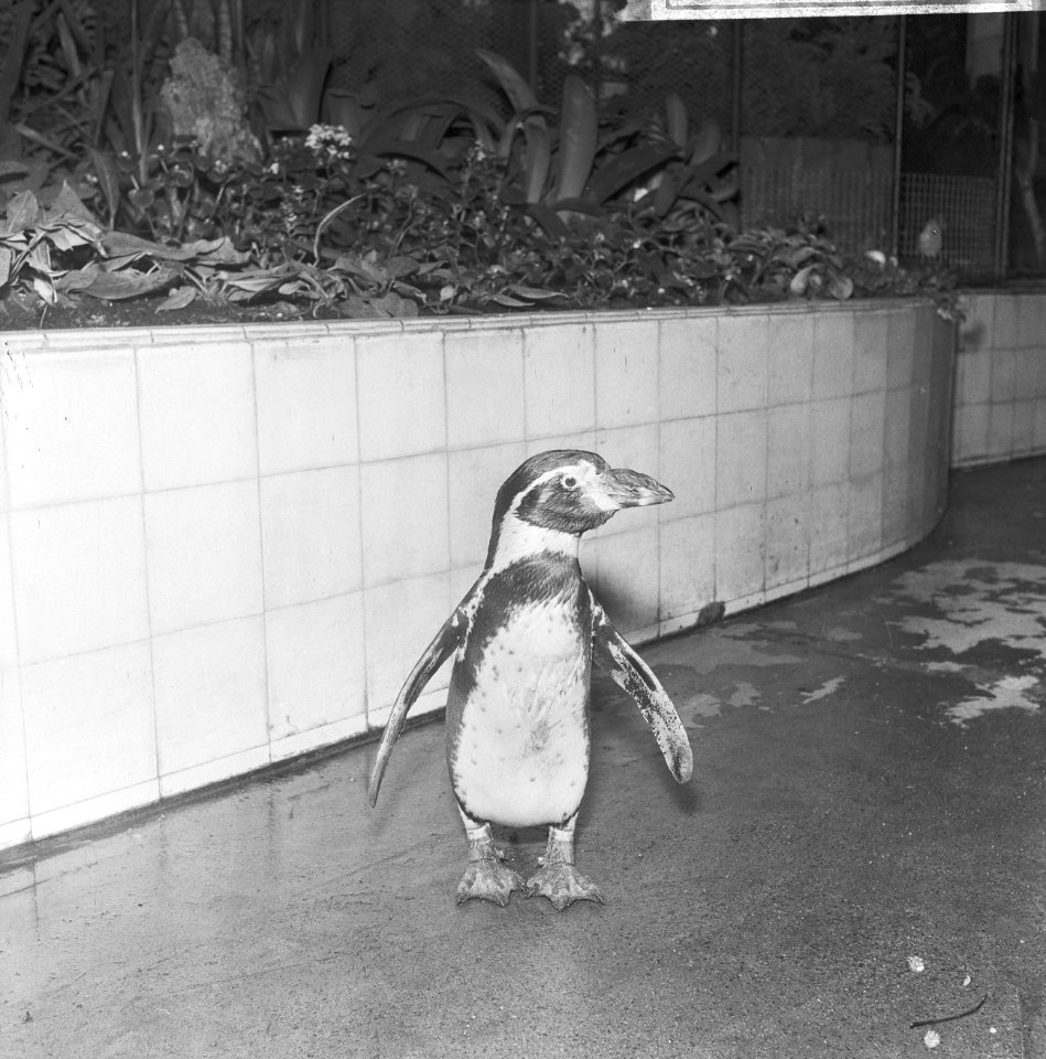 Dierentuinen, pinguïns, Bestanddeelnr 918-4532