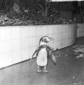 Dierentuinen, pinguïns, Bestanddeelnr 918-4532