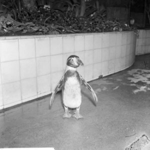 Dierentuinen, pinguïns, Bestanddeelnr 918-4530