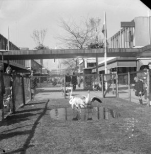 Diergaarde Blijdorp bestaat 25 jaar, dieren uit de zoo (flamingo) op de Lijnbaan, Bestanddeelnr 917-6207