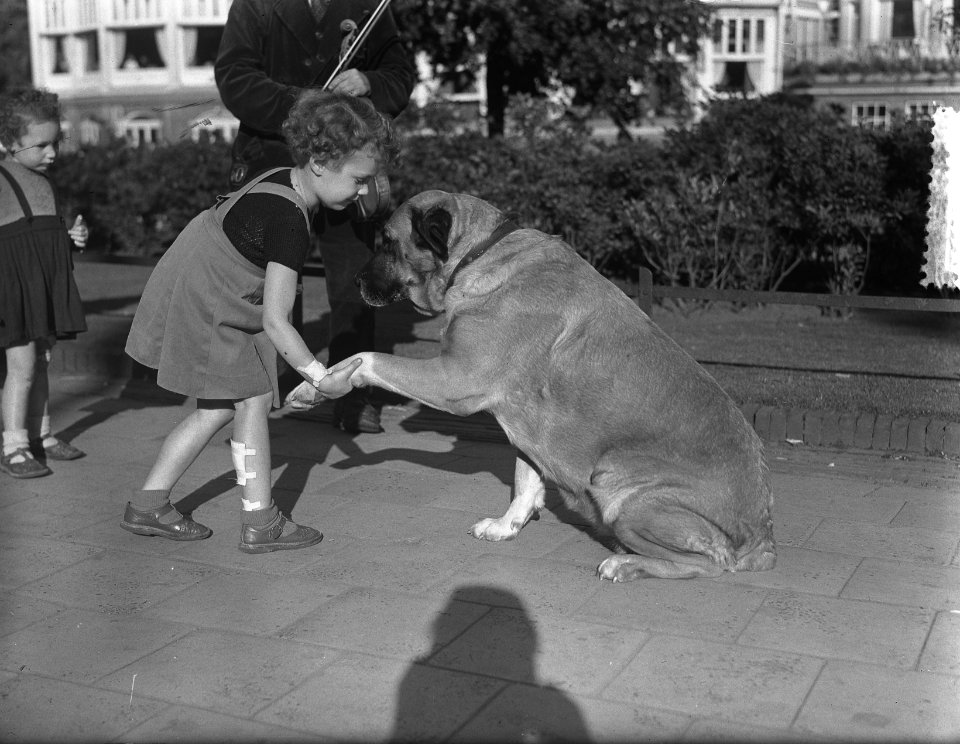 Dierendag kindje met grote hond, Bestanddeelnr 904-7916