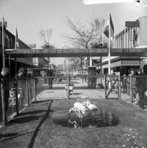 Diergaarde Blijdorp bestaat 25 jaar, dieren uit de zoo (flamingo) op de Lijnbaan, Bestanddeelnr 917-6208