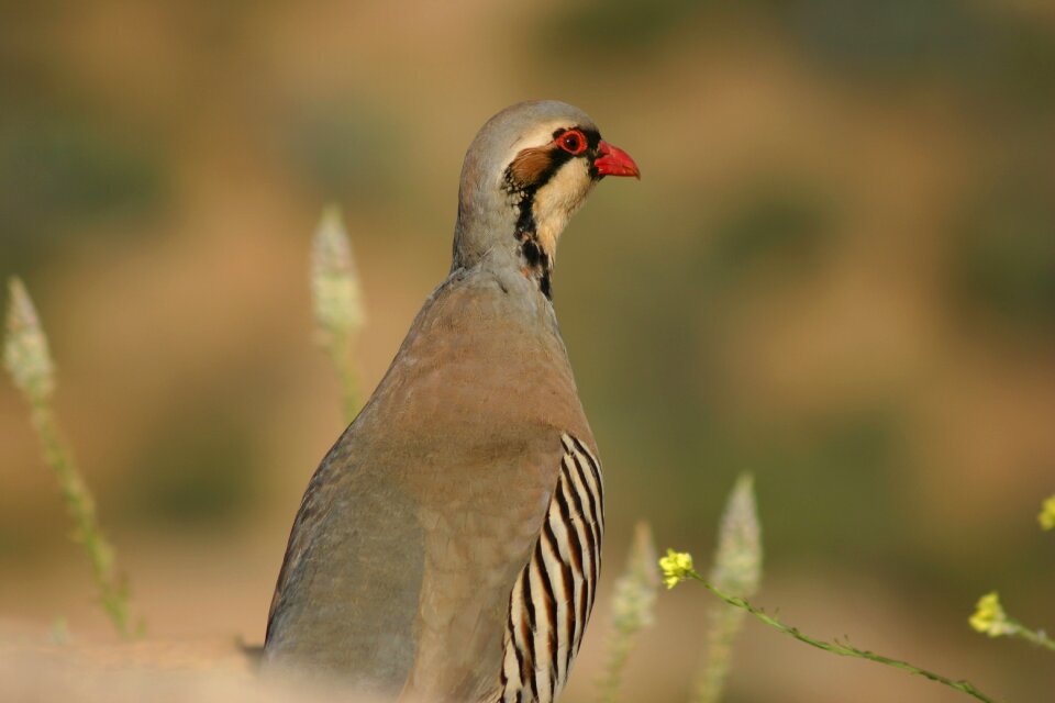 Chukar poseidon temple