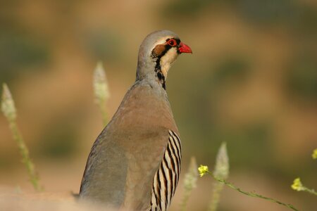 Chukar poseidon temple photo