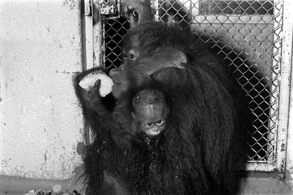 Dierentuinen, orang-oetans, jonge dieren, Bestanddeelnr 925-6052