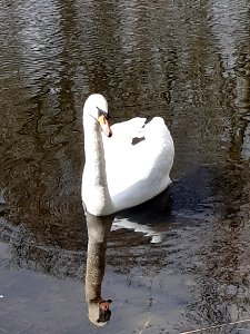 Dieskau Hoffmannsteich Schwan