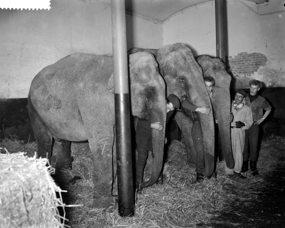 Dieren van Circus Strassbruger zijn reeds gearriveerd, Bestanddeelnr 911-8883