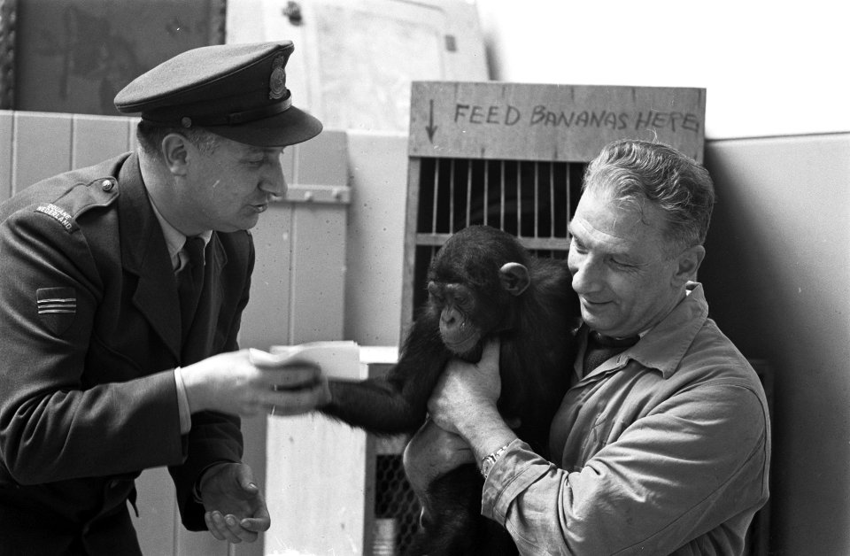 Dierenhotel op Schiphol Hr van der Weghe , met Jimmy (chimpansee), douane, Bestanddeelnr 912-5769