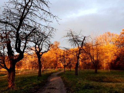 Dieskau Pfingstanger (2)