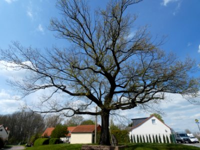 Dieskau Naturdenkmal Stieleiche2